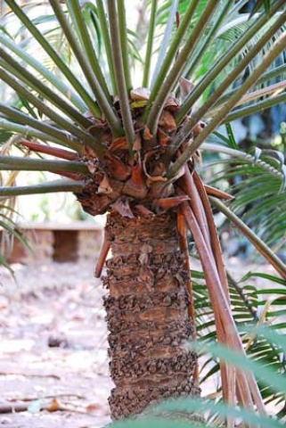 Cycas rumphii 