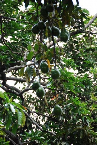Persea americana 