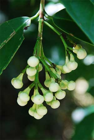Syzygium jambos 