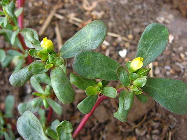 Portulaca oleracea